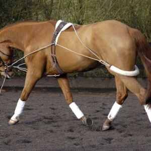 Pessoa lunging system